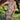 ANGEL PRINT CORSET SKIRT SET CELESTIAL CHERUB