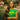 BRAZIL CROP TOP - GREEN AND YELLOW Y2K DESIGN