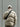 LIGHT GRAY PUFFER JACKET GONTHWID WINTER PARKA