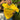 YELLOW BRAZIL SOCCER JERSEY Y2K PRINT CROP