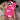 BOWKNOT PINK IPHONE CASE PINK IPHONE ACCESSORY