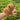 BROWN PLUSH HIPPO TOY WITH SLAP BRACELET