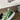 SAGE GREEN STAR SNEAKERS FOR WOMEN